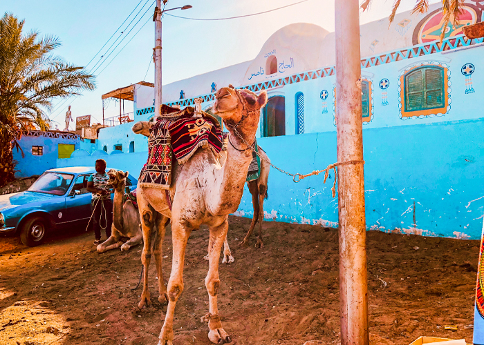 a-wonderful-shot-of-A-Camel-in-Aswan-village