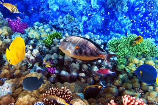 Snorkeling Trip to Giftun Island