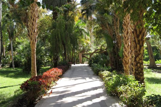 Tour to Botanical Gardens in Aswan