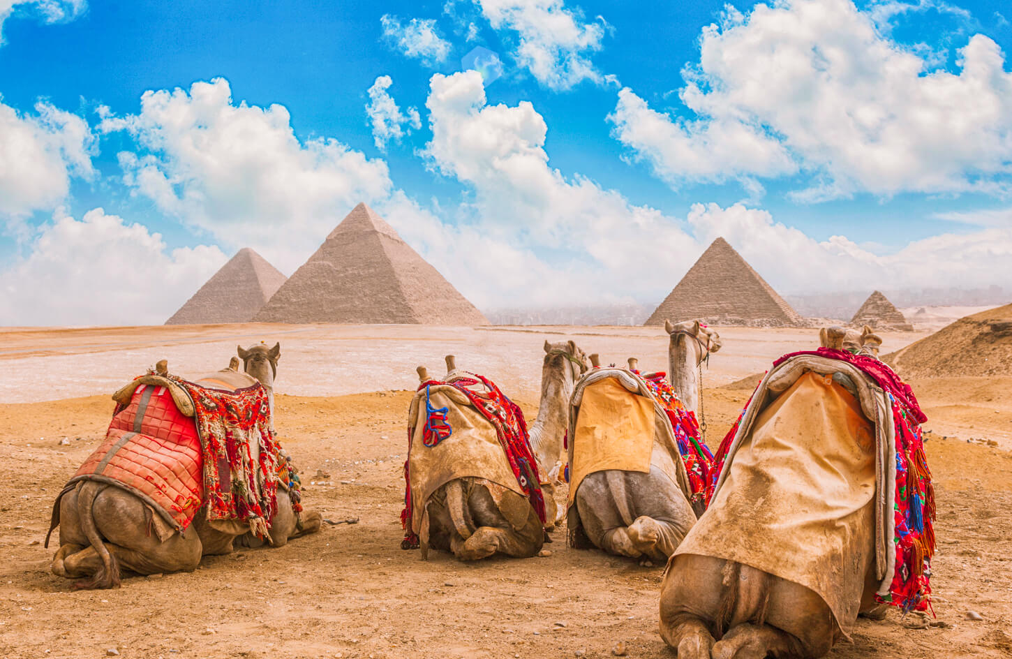 a-picture-of-camels-in-front-of-the-pyramids-of-giza cyprus to egypt day trip